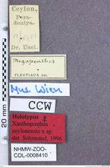 Etikette zu Xanthopenthes ceylonensis (Schimmel, 1999) (NHMW-ZOO-COL-0008410)